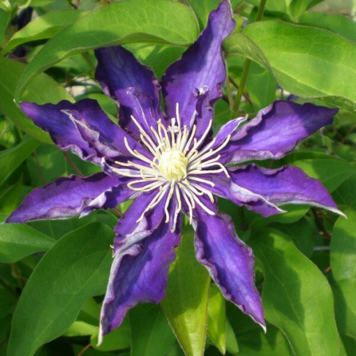 Clematis Hakuookan (velkokvětý)  2L