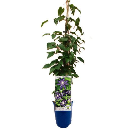 Clematis Hakuookan (velkokvětý)  2L