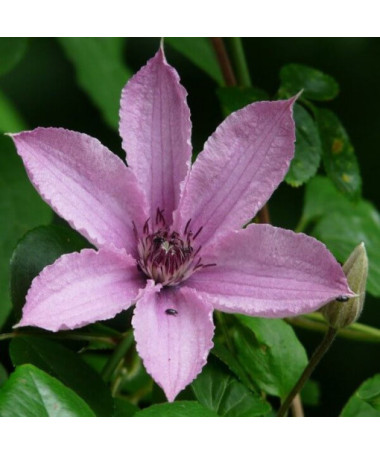 Clematis Hagley Hybrid (velkokvětý)  4L