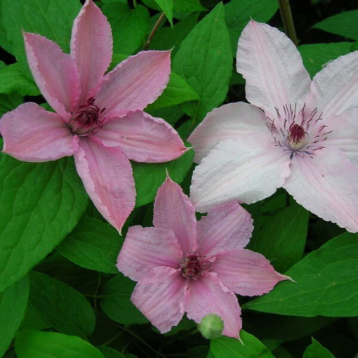 Clematis Hagley Hybrid (velkokvětý)  4L
