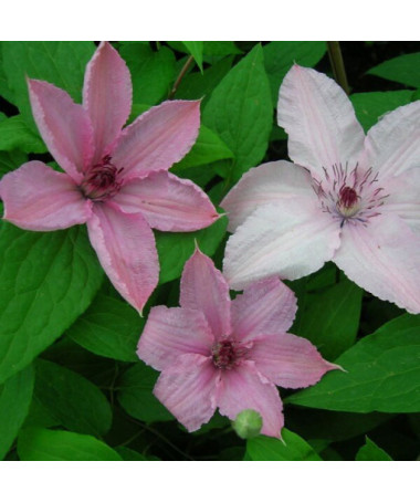 Clematis Hagley Hybrid (velkokvětý)  2L