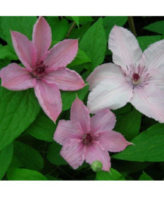 Clematis Hagley Hybrid (velkokvětý)  2L