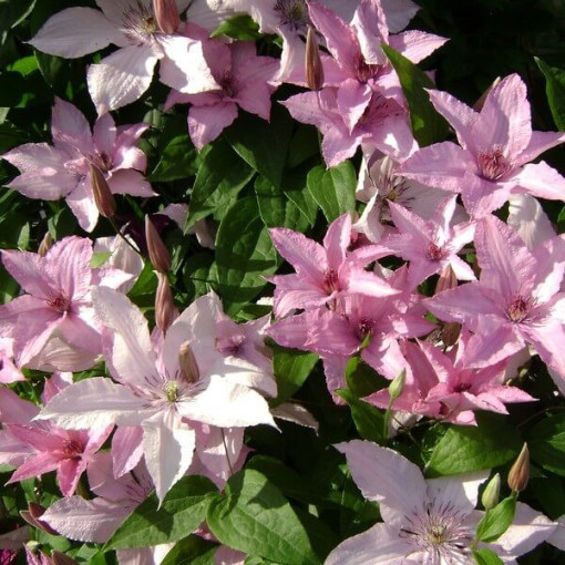 Clematis Hagley Hybrid (velkokvětý)  2L