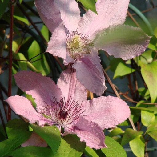 Clematis Hagley Hybrid (velkokvětý)  2L