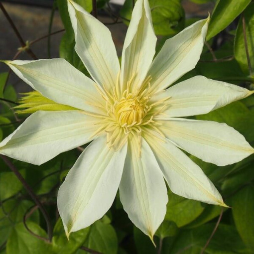 Clematis Guernsey Cream  2L