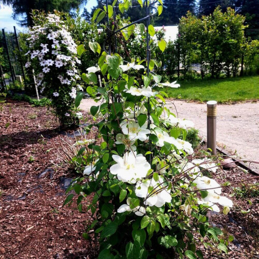 Clematis Guernsey Cream  2L