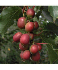 Kiwi Actinidia Ken's Red (ostnolistá) květináč. 4L
