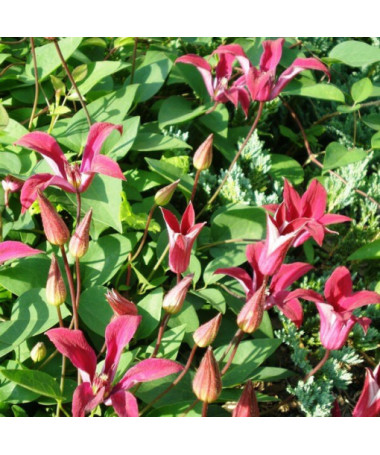 Clematis Gravetye Beauty (botanický)  2L