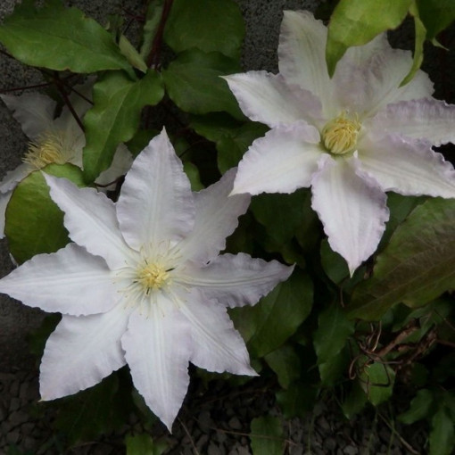Clematis Gladys Picard  2L