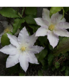 Clematis Gladys Picard  2L