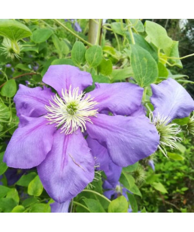 Clematis Generał Sikorski (velkokvětý)  4L
