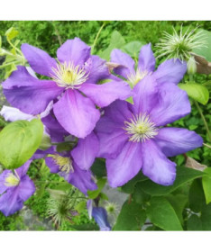 Clematis Generał Sikorski (velkokvětý)  2L