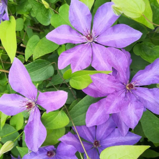 Clematis Generał Sikorski (velkokvětý)  2L
