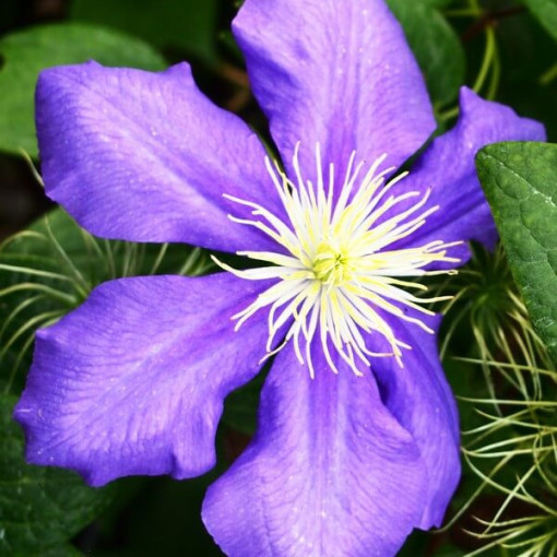 Clematis Generał Sikorski (velkokvětý)  2L