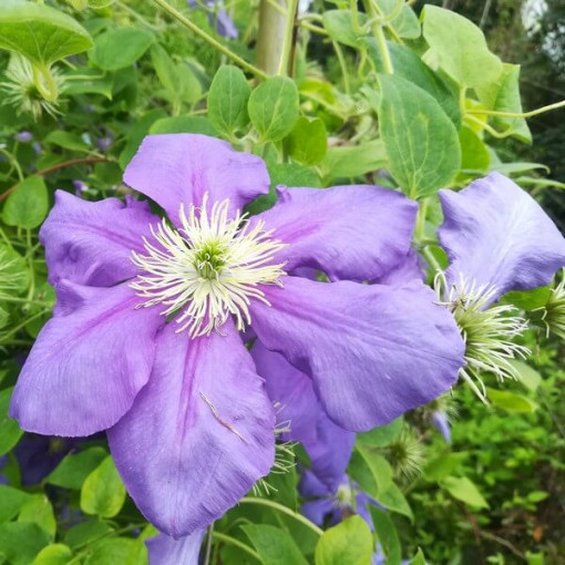 Clematis Generał Sikorski (velkokvětý)  2L