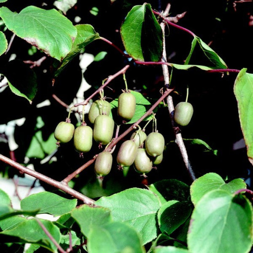 Kiwi Actinidia Issai (ostrolistná) SAMOOPYLŇUJÍCÍ, květináč 4L