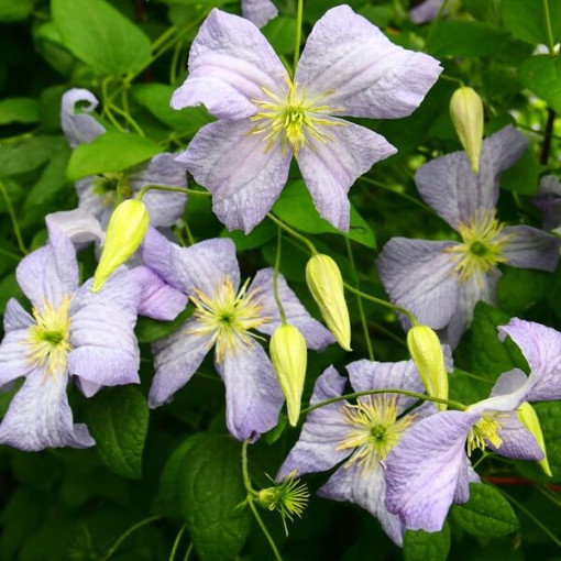 Clematis Emilia Plater (viticella)  2L