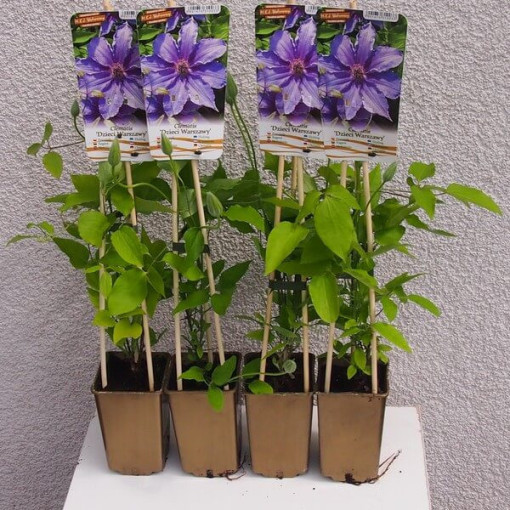 Clematis Děti Varšavy (velkokvětý)  4L