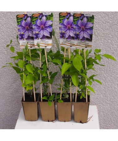 Clematis Děti Varšavy (velkokvětý)  2L