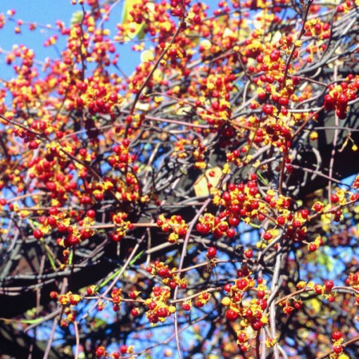 Samice odrůdy rostliny Actinidia, Diana, v 2L květináči.