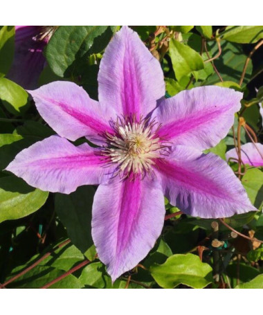 Clematis Dr. Ruppel (velkokvětý)  2L