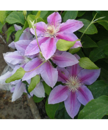 Clematis Dr. Ruppel (velkokvětý)  2L