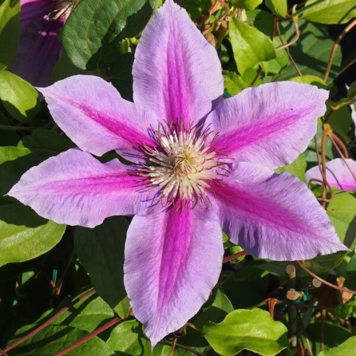 Clematis Dr. Ruppel (velkokvětý)  4L