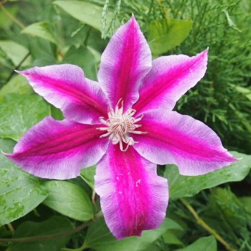 Clematis Dr. Ruppel (velkokvětý)  4L
