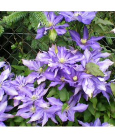 Clematis Daniel Deronda (velkokvětý) PLNÝ  4L