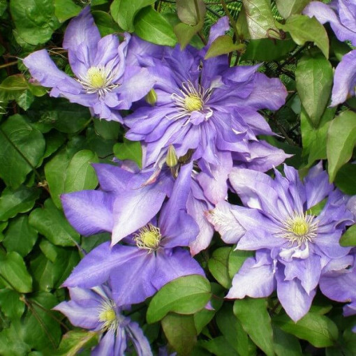 Clematis Daniel Deronda (velkokvětý) PLNÝ  4L