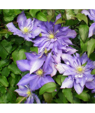 Clematis Daniel Deronda (velkokvětý) PLNÝ  2L