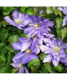 Clematis Daniel Deronda (velkokvětý) PLNÝ  2L