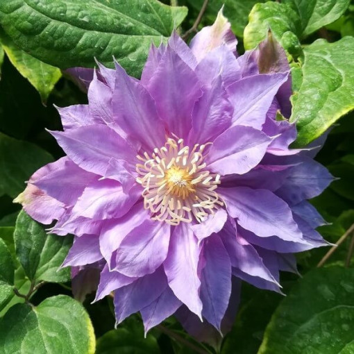 Clematis 'Daniel Deronda' (velkokvětý) PLNOKVĚTÝ P9/C1