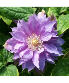 Clematis 'Daniel Deronda' (velkokvětý) PLNOKVĚTÝ P9/C1