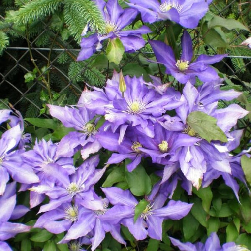 Clematis 'Daniel Deronda' (velkokvětý) PLNOKVĚTÝ P9/C1