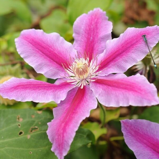 Clematis Carnaby (velkokvětý)  4L