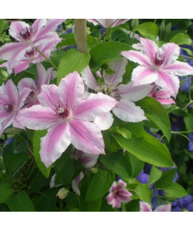 Clematis Carnaby (velkokvětý)  2L