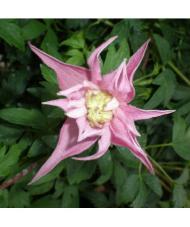 Clematis Markham's Pink (botanický)  4L