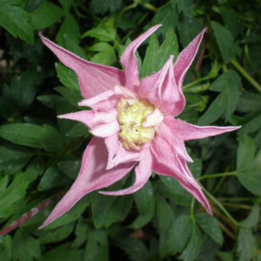 Clematis Markham's Pink (botanický)  4L