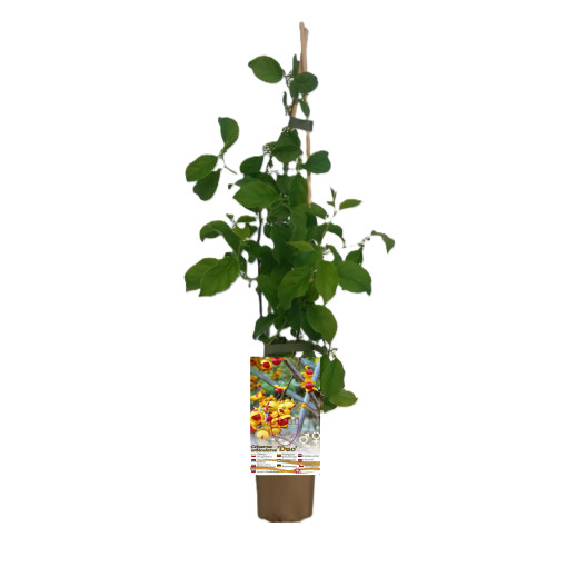 Samice odrůdy rostliny Actinidia, Diana, v 2L květináči.