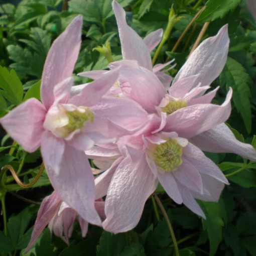 Clematis Markham's Pink (botanický)  4L