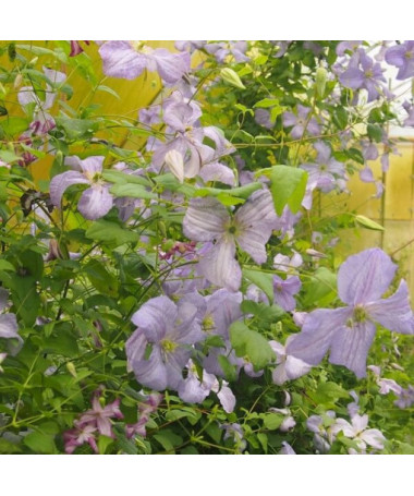 Clematis Modrý Anděl (viticella)  4L
