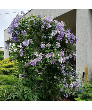 Clematis Modrý Anděl (viticella)  4L