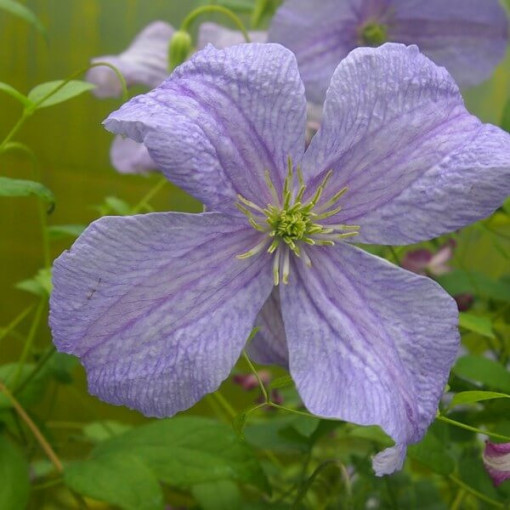 Clematis Modrý Anděl (viticella)  4L