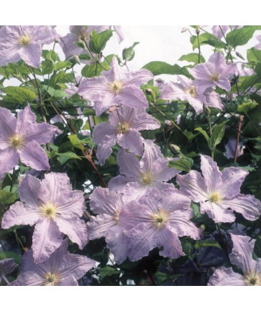 Clematis Modrý Anděl (viticella)  2L