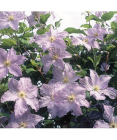 Clematis Modrý Anděl (viticella)  2L