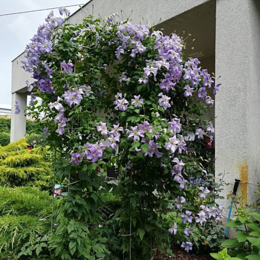Clematis Modrý Anděl (viticella)  2L