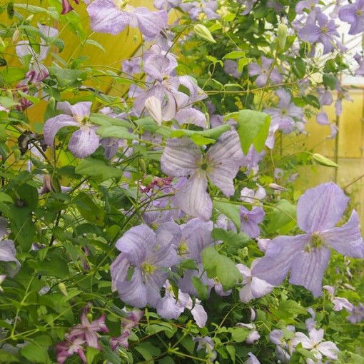 Clematis Modrý Anděl (viticella)  2L