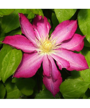 Clematis Asao (velkokvětý)  4L