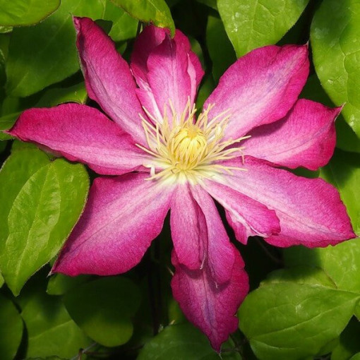 Clematis Asao (velkokvětý)  2L